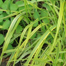 Alopecurus pratensis var. aureus - Yellow Foxtail Grass