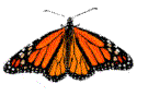 animated butterfly icon