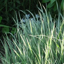 Arrhenatherum elatius var. bulbosum 'Variegatum' - Bulbous Oat Grass