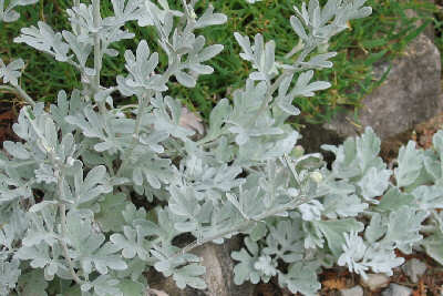 Artemisia 'Silver Brocade'
