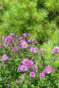 Aster - a 5-ft-tall unnamed lavender-purple form