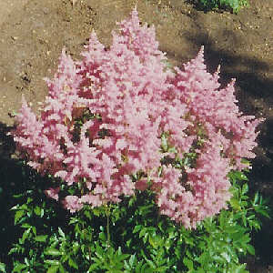Astilbe - an unnamed pink form