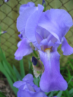 Iris x germanica (blue) - blue Bearded Iris