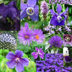 a montage of purple flowers