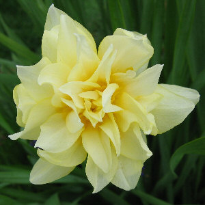 Narcissus - a lovely unnamed double-flowered yellow form