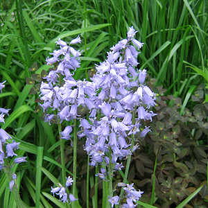 Endymion hispanicus syn: Scilla hispanica - Wood Hyacinth