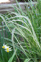 Calamagrostis arundinacea 'Overdam' - 'Overdam' Variegated Reed Grass