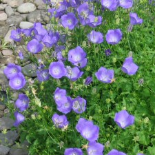 Campanula carpatica 'Blue Clips' - 'Blue Clips' Carpathian Harebell, Bellflower