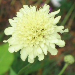 Yellow Scabious