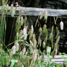 Chasmanthium latifolium - Wood-oats