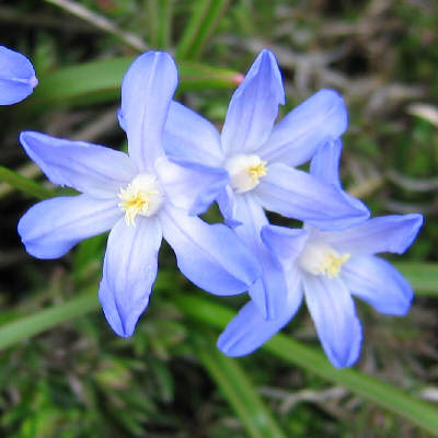Chionodoxa de lucilieae - blue Glory of the Snow