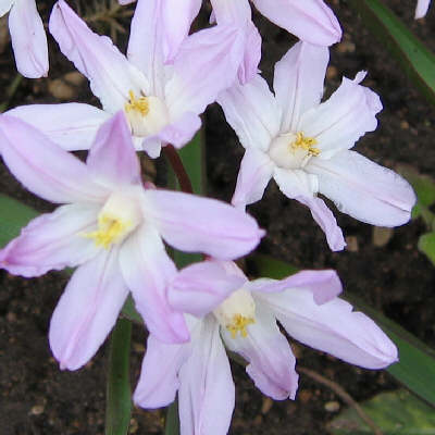 Chionodoxa de lucilieae - pink Glory of the Snow