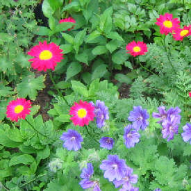 Chrysanthemum coccineum - a vibrant red Pyrethrum with blue-purple Geranium x magnificum