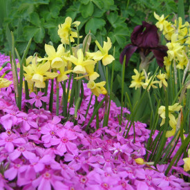 pink Phlox subulata, yellow Narcissus 'Hawera' & burgundy Intermediate Bearded  Iris