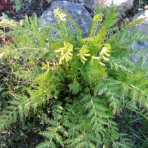 Corydalis cheilanthifolia - Ferny Corydalis