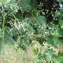 Deschampsia cespitosa 'Bronzeschleier' - 'Bronze Veil' Tufted Hairgrass