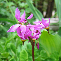 Dodecatheon meadia - a pink form