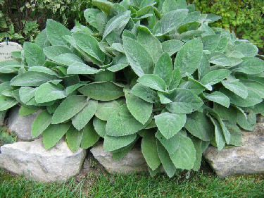 Image of Sedum companion plant for Hypericum Hidcote