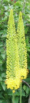 Eremurus - yellow form of Foxtail Lily