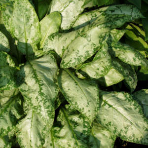 What Does 'Variegated' Foliage Mean?