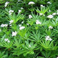 Galium odoratum - Sweet Woodruff