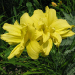 Hemerocallis 'Double Charm' - yellow 'Double Charm' double-flowered Daylily