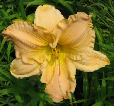 'Holiday in Dixie' daylily