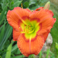 unnamed orange Daylily cultivar with a chartreuse throat