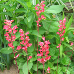 Coral Bells with coral flowers