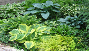 Hosta Garden