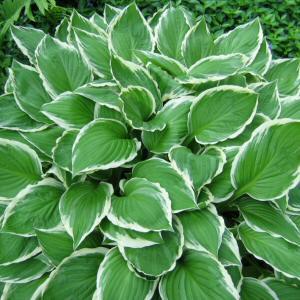 Hostas Their Companions