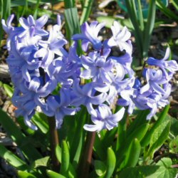 Hyacinthus - Hyacinth