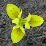 Iris danfordiae - Danford's Iris