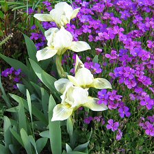 Iris pumila - a dwarf yellow form