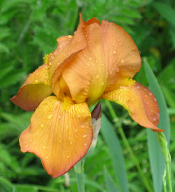 Iris x germanica - an unnamed orange form