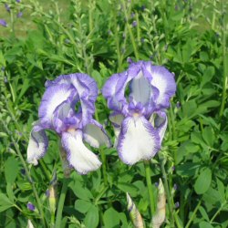 Iris - a plicata form