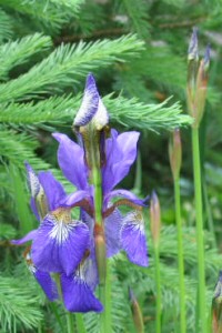 Iris sibirica 'Perry's Blue' - 'Perry's Blue' Siberian Iris