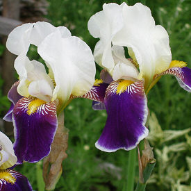 Iris x germanica 'Wabash' - Bearded Iris