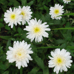 an unidentified short double-flowered Shasta Daisy
