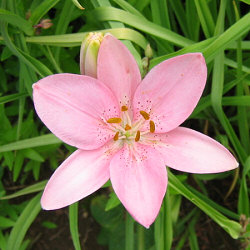 pink Lily - an unidentified cultivar