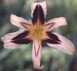 Hemerocallis 'Cleopatra Spider' - a lovely spider-flowered Daylily