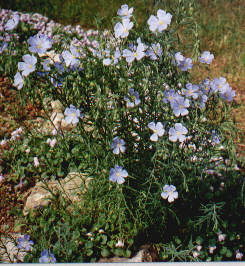 Linum perenne - Blue Flax