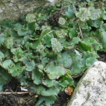 Marchantia polymorpha - Liverwort