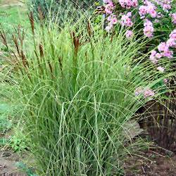 Miscanthus sinensis 'Morning Light' - Japanese Silver Grass 'Morning Light'