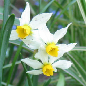Narcissus canaliculatus