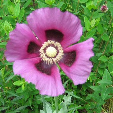Papaver somniferum - lavender single-flowered Opium Poppy