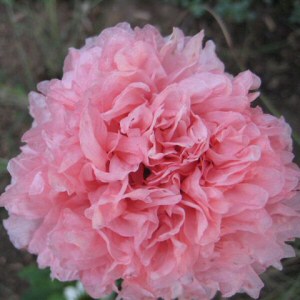 Papaver somniferum - a pink double-flowered Opium Poppy