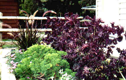 Purple-Leaved Fountain Grass
