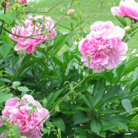 Paeonia lactiflora - pink Garden Peony