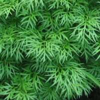 Paeonia tenuifolia - Fernleaf Peony foliage